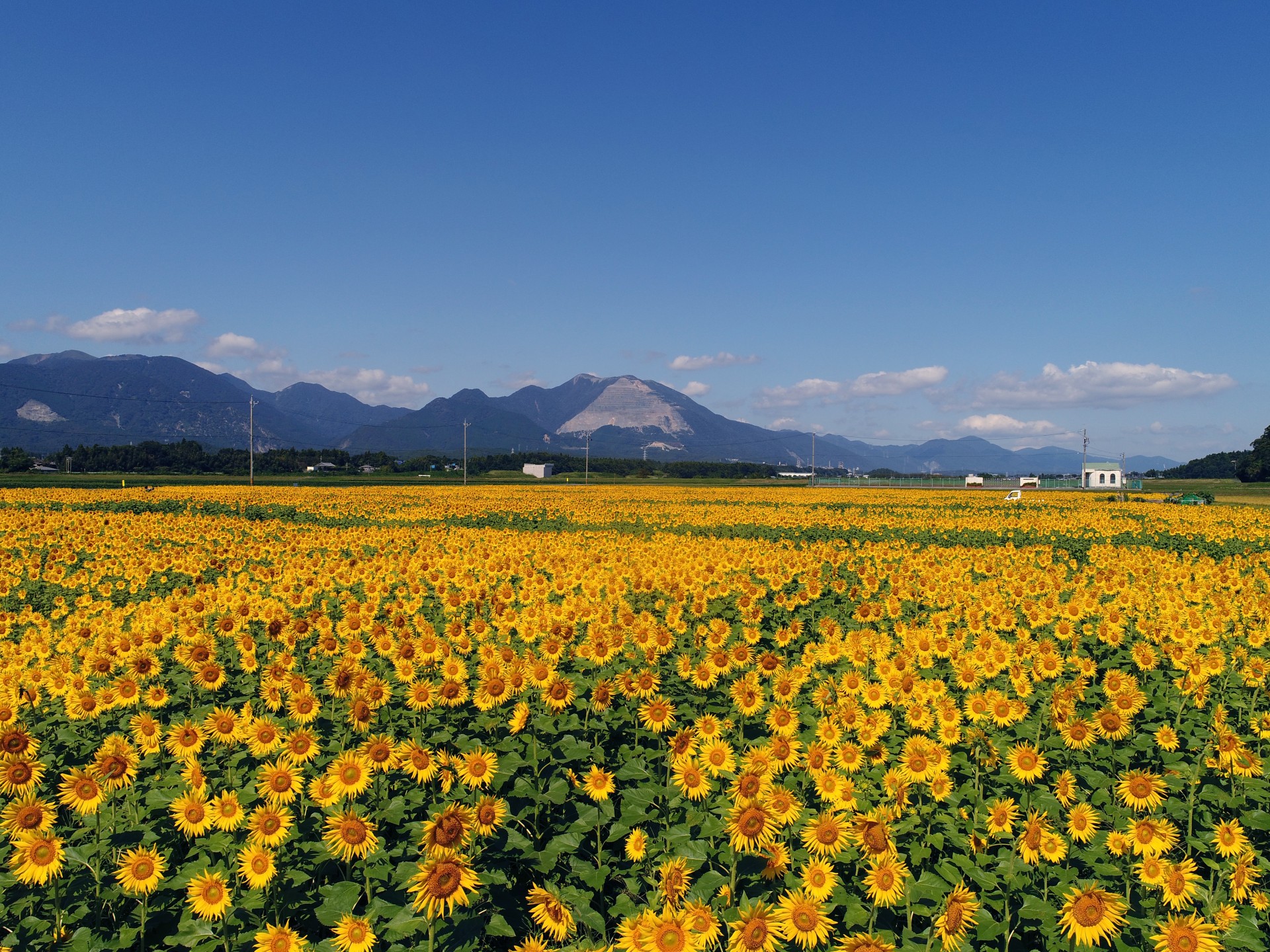 藤原岳とひまわり-1