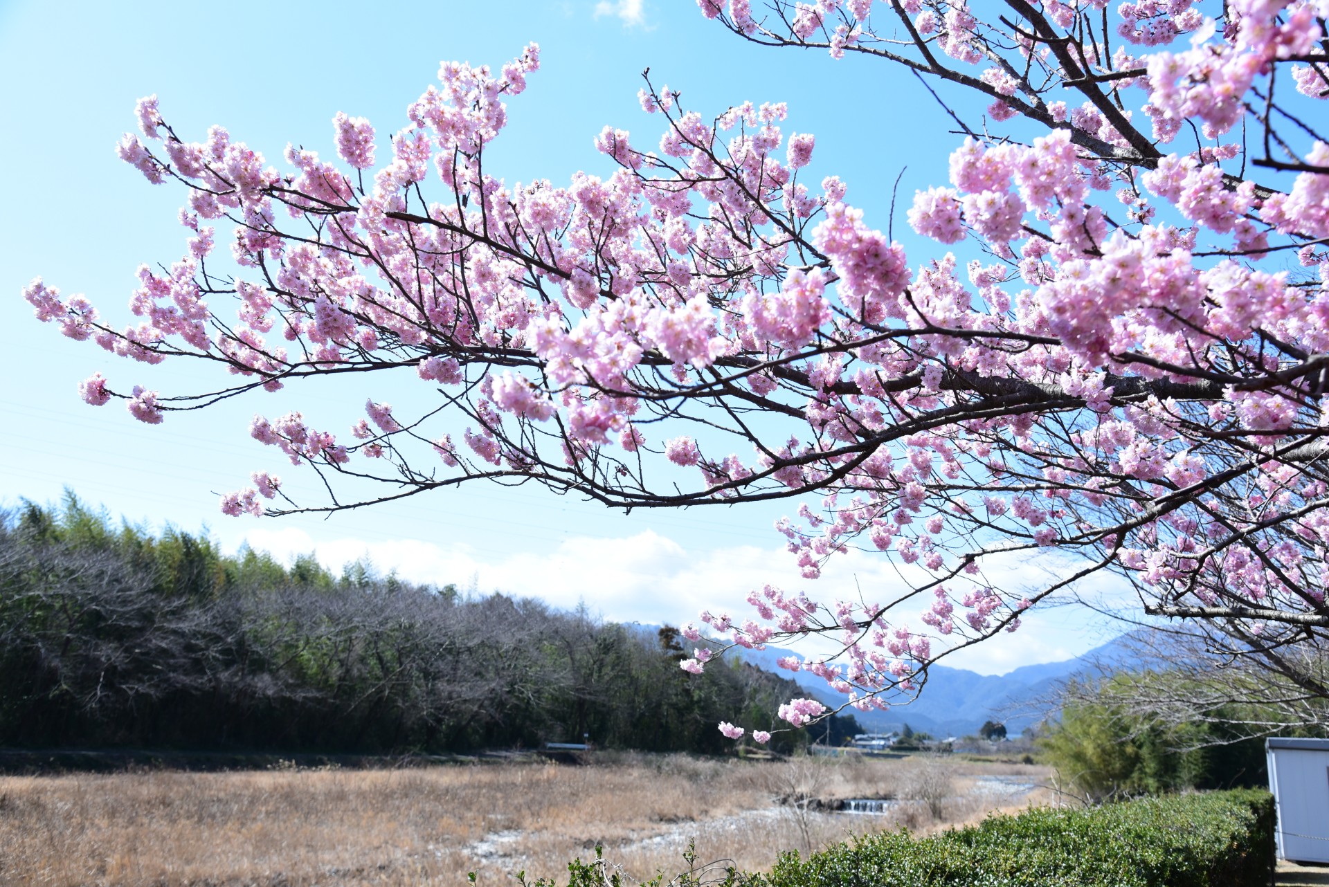 大安公民館_河津桜