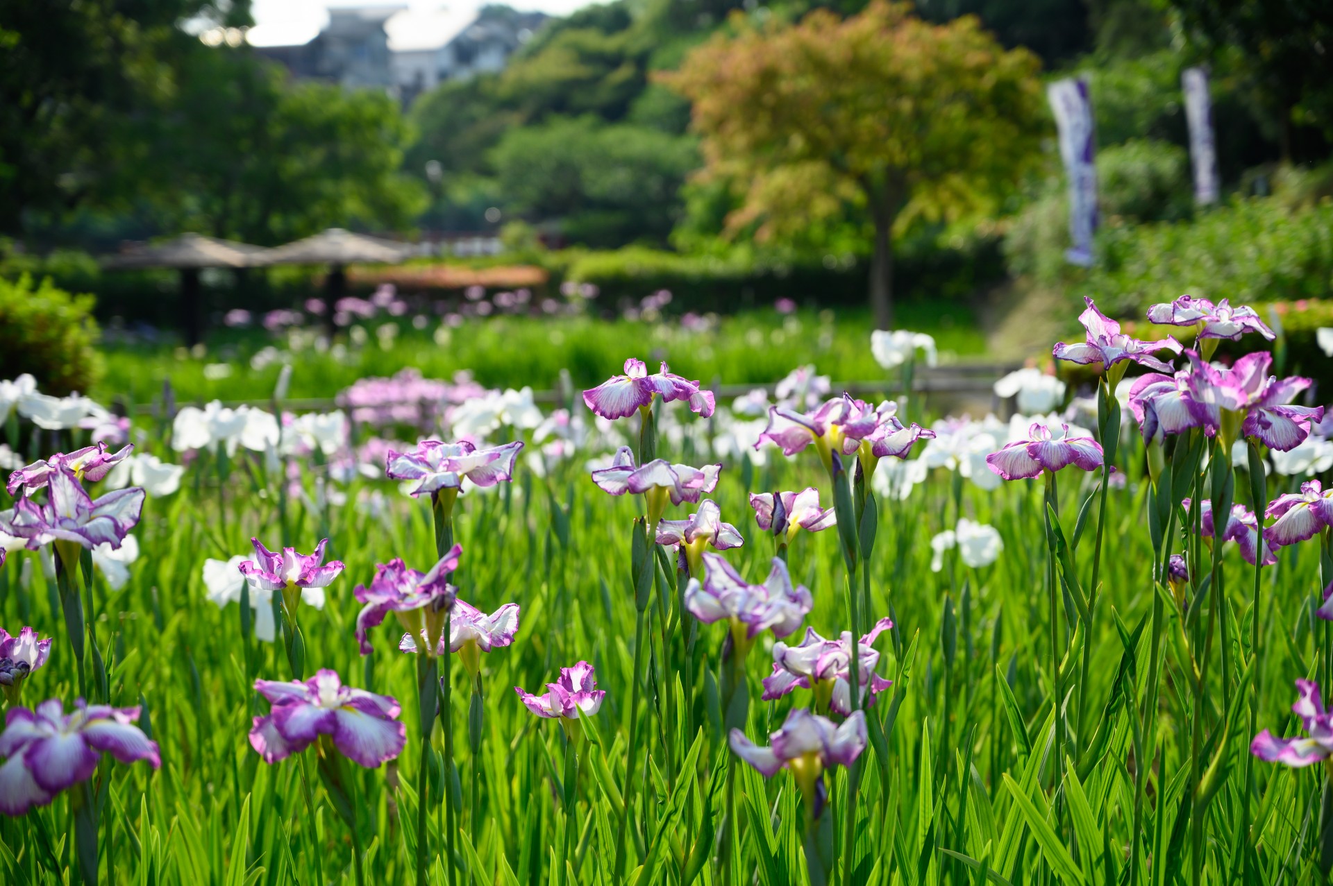 花しょうぶ