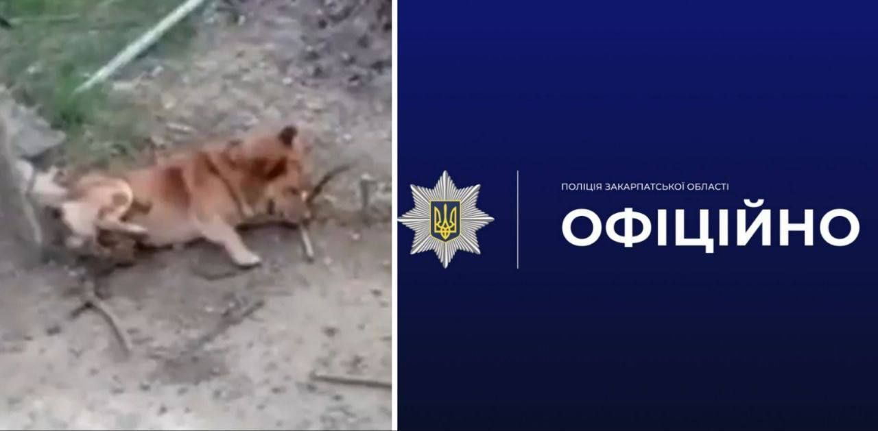 На Хустщині нелюд залізним прутом вбив собаку