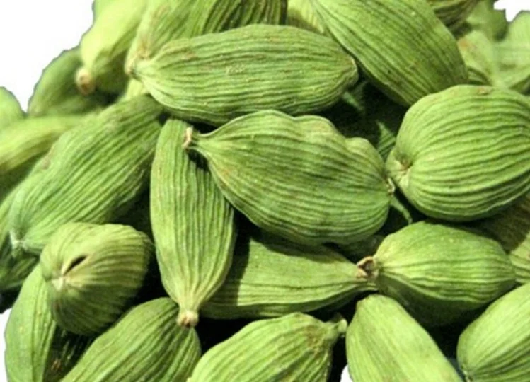Health Tips: सेहत के लिए कई प्रकार से लाभकारी होती है इलायची, फायदें जानकर चौंक जाएंगे आप