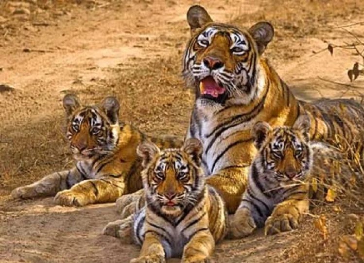Travel Tips: वन्यजीवों का दीदार करने के लिए करें सरिस्का का भ्रमण, इस कारण यादगार बनेगा टूर