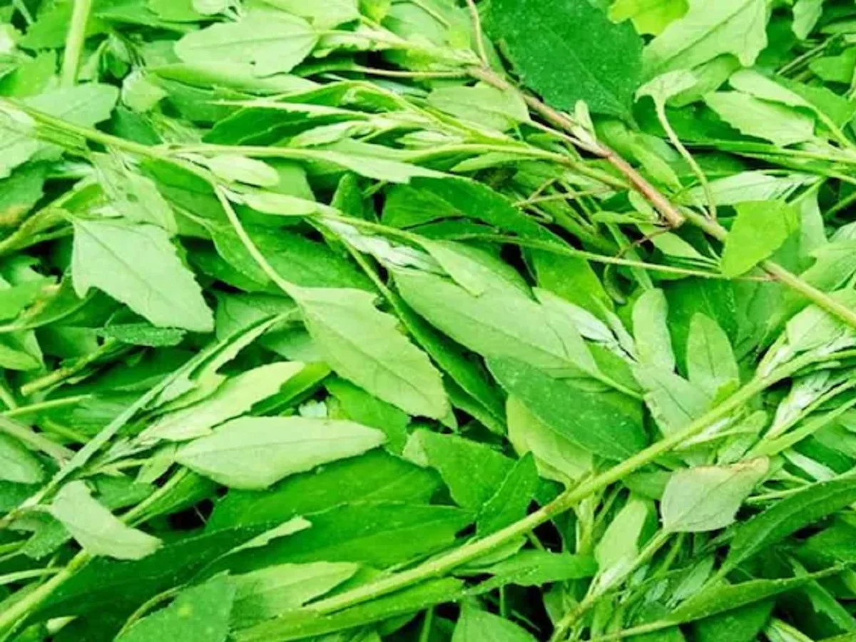 Health tips: कैंसर जैसी बीमारियों का खतरा कम कर देती हैं ये दो सब्जियां      