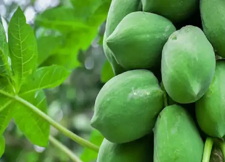 Health Tips: सेहत के लिए कई प्रकार से लाभकारी होता है कच्चा पपीता, त्वचा को भी मिलता है फायदा 