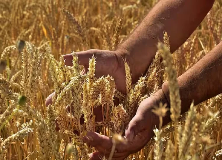 PM Kisan Yojana: क्या दूसरों की जमीन पर खेती करने वाले किसानों को भी मिलता है योजना का लाभ? जान लें आप
