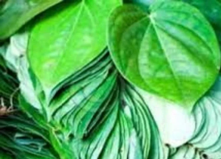 Health Tips: एक जादुई औषधि की तरह काम करता है केवल पांच रुपए में मिलने वाला ये पत्ता, जान लें आप