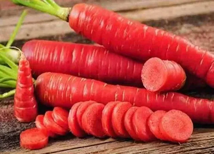 Health Tips:  हर इंसान को करना चाहिए गाजर का सेवन, मिलता हैं इससे गजब का फायदा