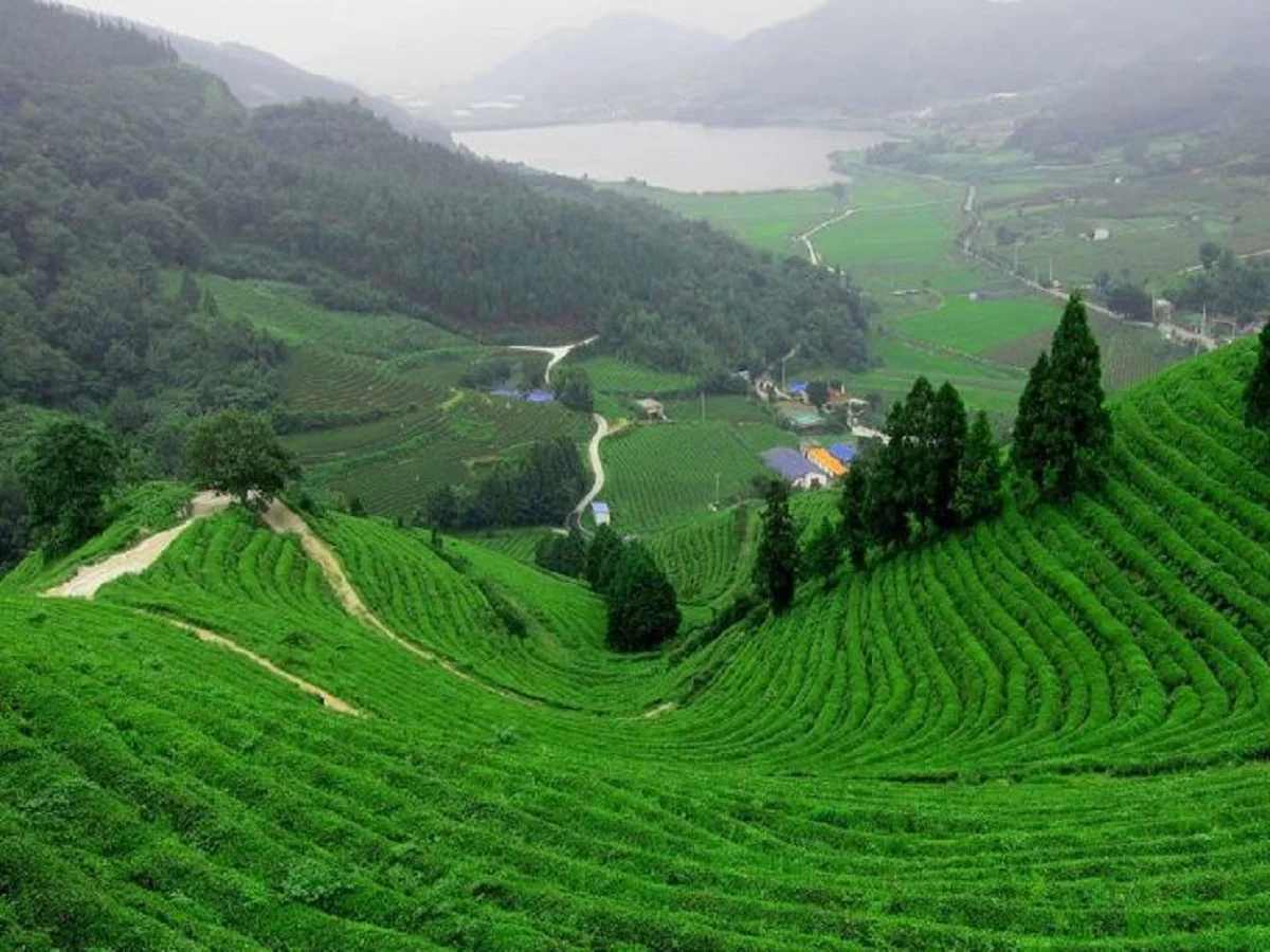 Travel Tips: पार्टनर के साथ सिलीगुड़ी की करें सैर, इस कारण यादगार बन जाएगा टूर