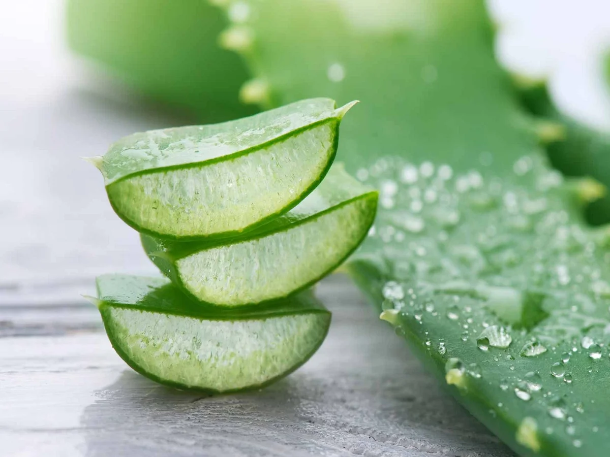 Hair Care Tips: एलोवेरा का इस प्रकार कर लें उपयोग, दूर हो जाएंगी बालों से जुड़ी ये परेशानियां