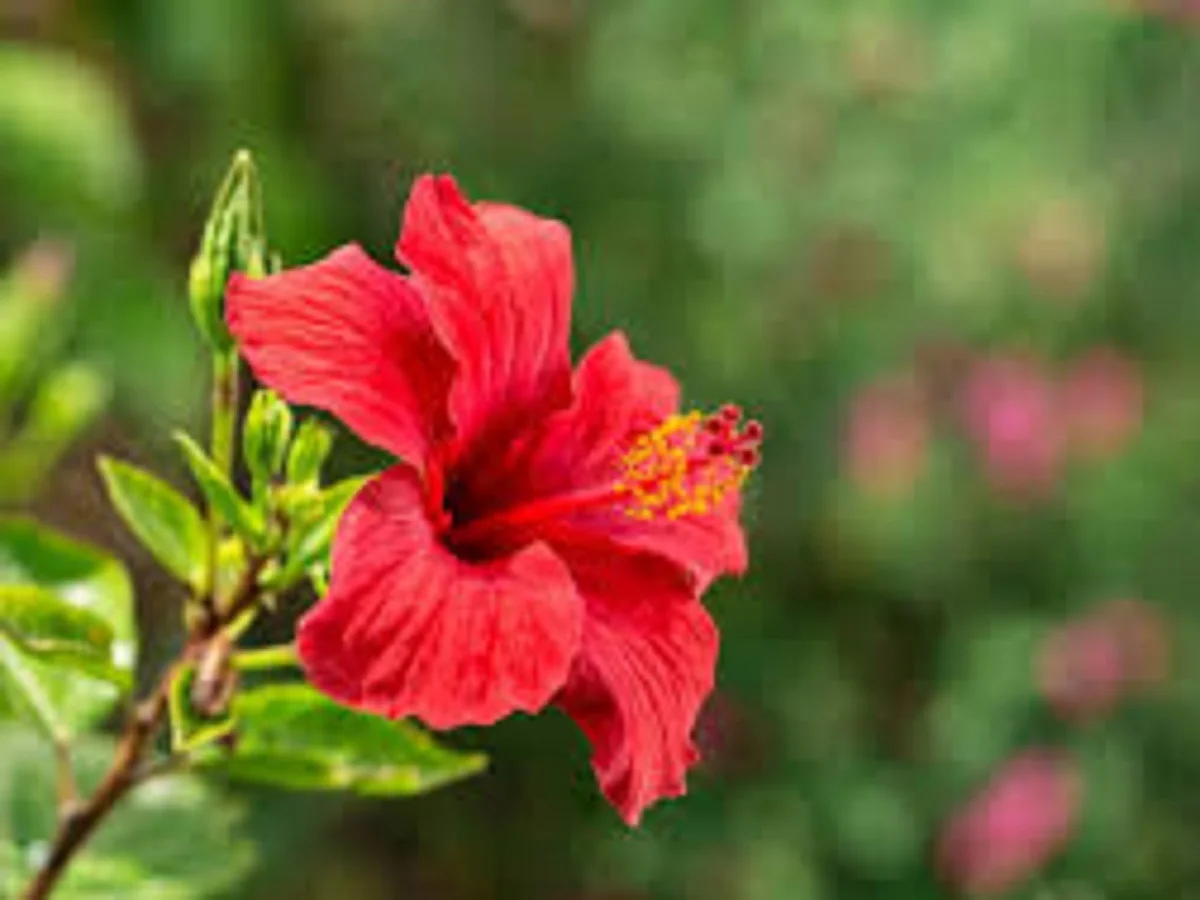 Beauty Tips:  त्वचा की झुर्रियों और फाइन लाइन्स को कम करके उसे जवां बना देता है गुड़हल, मिलते हैं ये फायदे