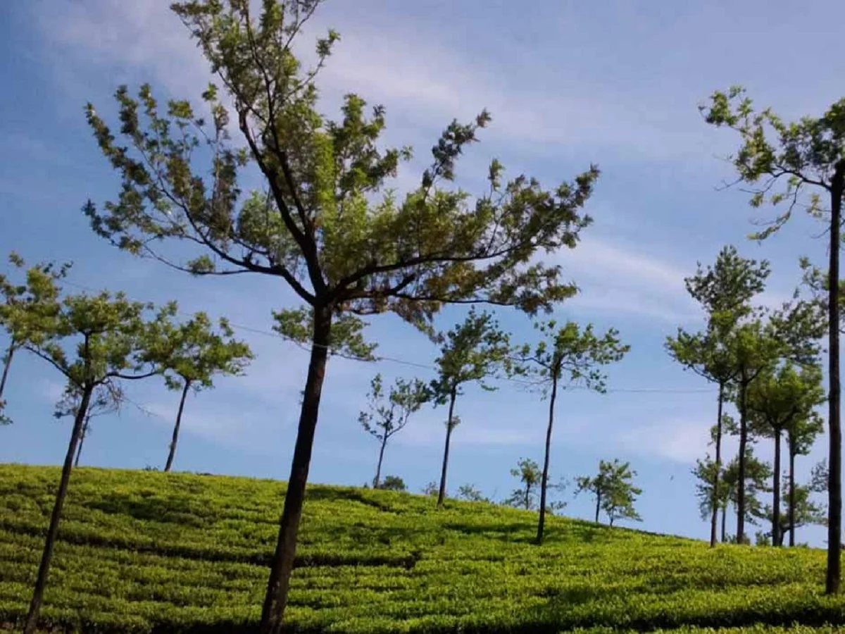 Travel Tips: पार्टनर के साथ रोमांटिक समय बिताने के लिए करें केरल के इन दो पयर्टक स्थलों की सैर, यादगार बनेगा टूर