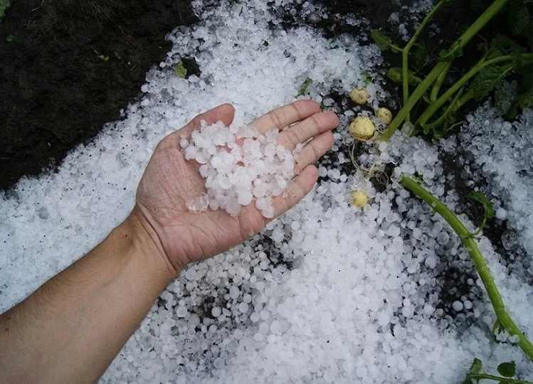 Weather update: राजस्थान के चूरू में जबरदस्त ओलावृष्टि, दिखने लगा कश्मीर सा नजारा, फसले हुई बर्बाद