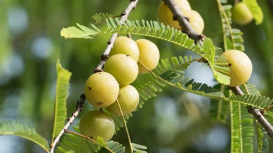 Health Tips: रोजाना एक आंवले का करें सेवन, इन परेशानियों का खतरा हो जाएगा कम