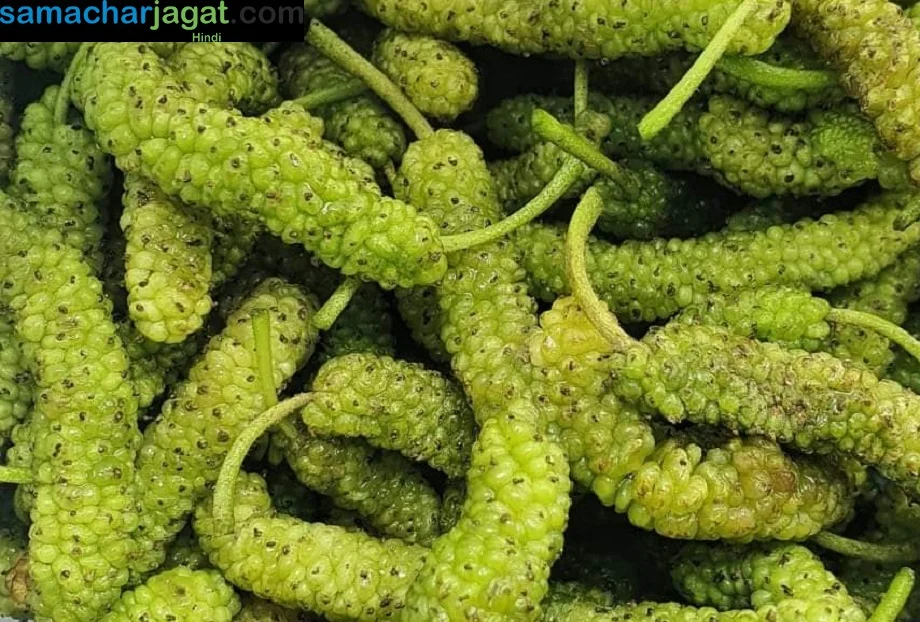 Health Tips: गर्मी के मौसम में सेहत के लिए कई प्रकार से लाभकारी होता है शहतूत, डाइट मेें कर लें शामिल