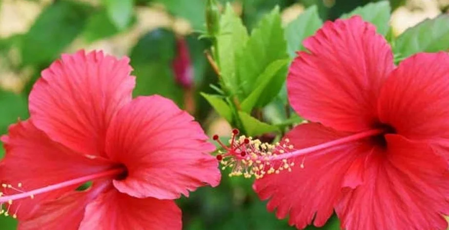 Beauty tips: गुड़हल के फूल से बना लें टोनर, उपयोग करने से बढ़ जाएगी चेहरे की चमक