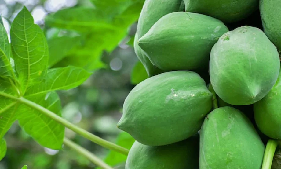 Health Tips: सेहत के लिए कई प्रकार से लाभकारी होता है कच्चा पपीता, फायदे जानकर हैरान रह जाएंगे आप