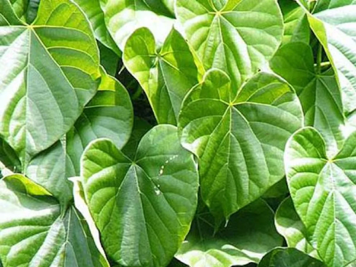 Health Tips: सुबह-सुबह पीना शुरू कर दें ये जूस, सेहत को मिलेंगे कई लाभ