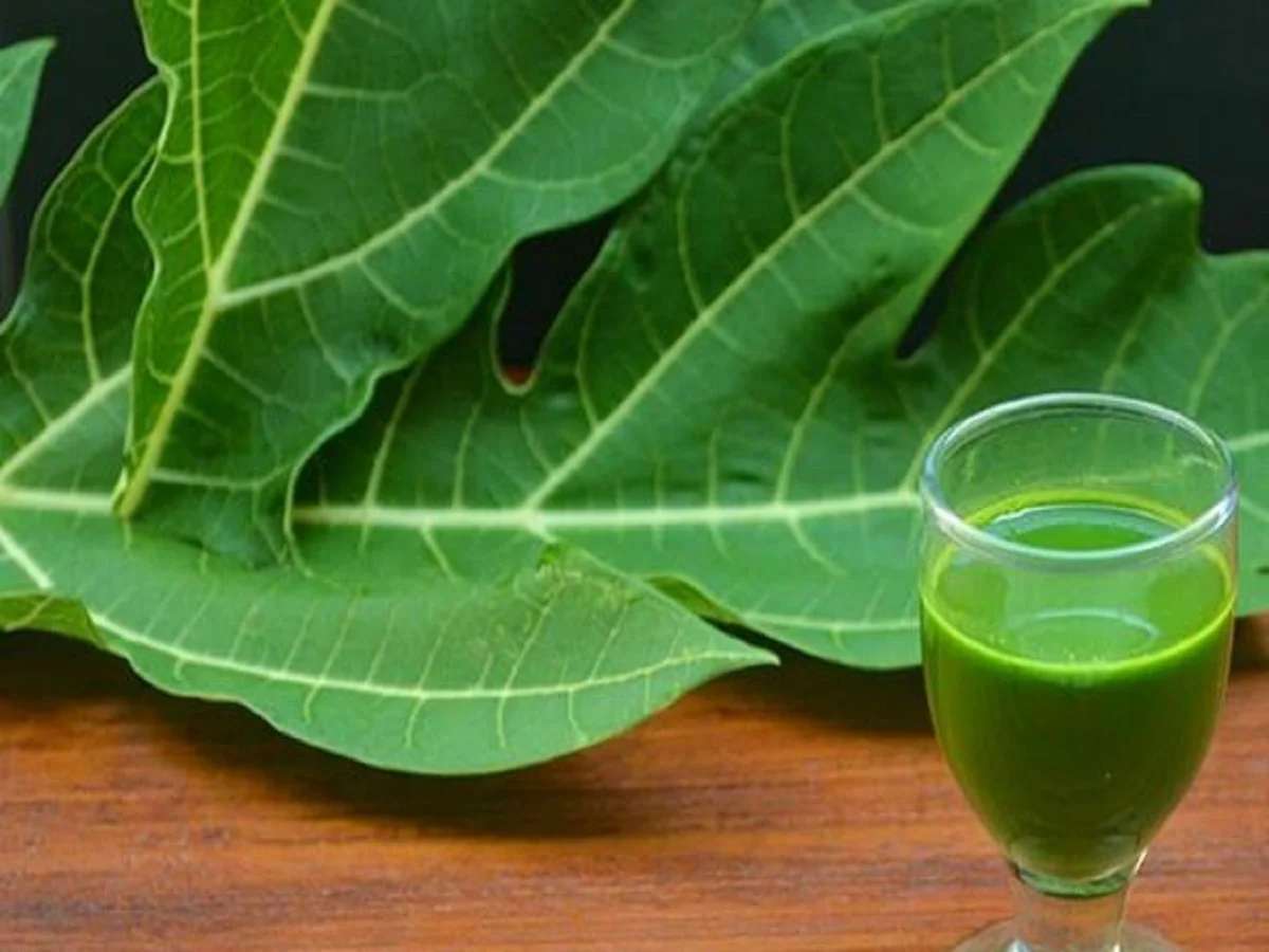 Health Tips: इन गंभीर बीमारियों से बचाता है पपीते के पत्तों का जूस, पीना कर दें शुरू