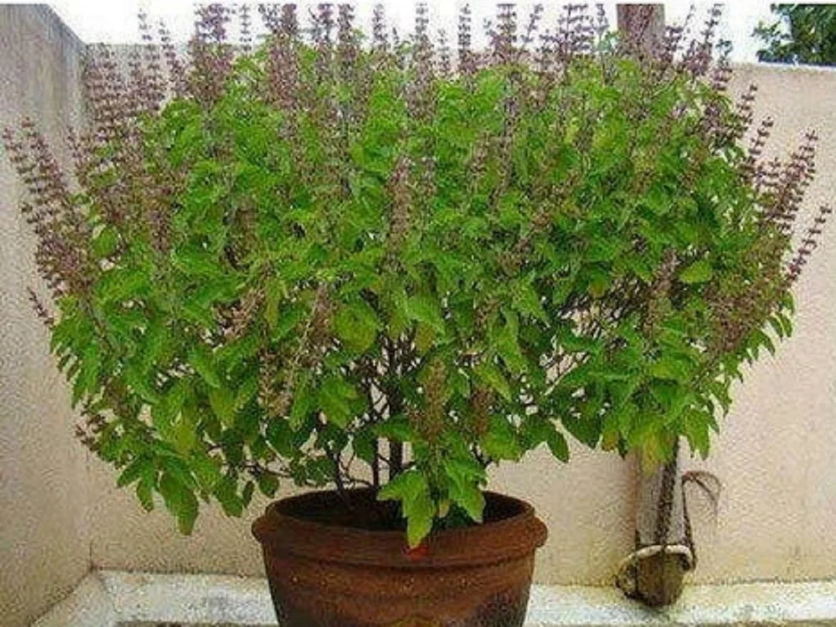 Vastu Tips: इस स्थान पर भूल कर भी नहीं लगाएं तुलसी का पौधा, नहीं तो झेलनी पड़ सकती हैं परेशानियां