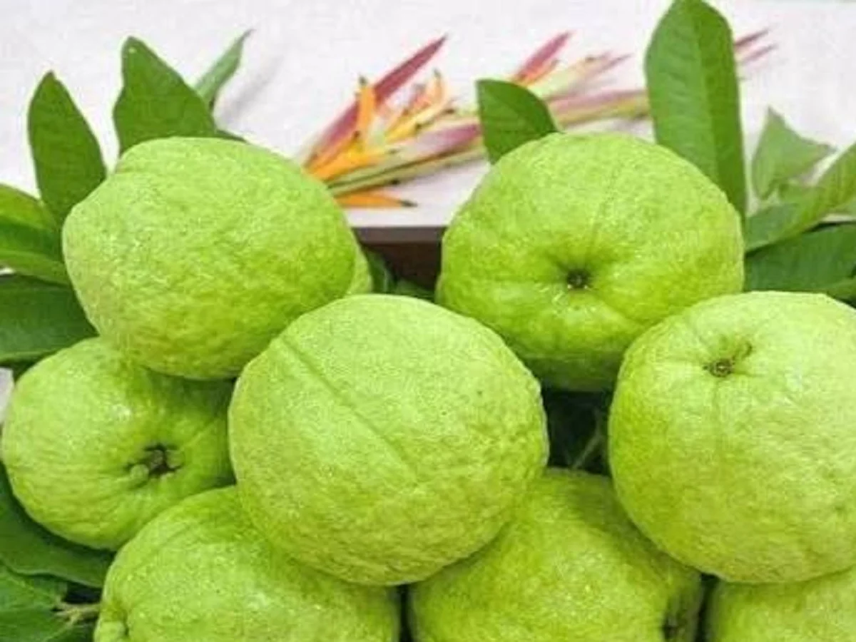 Health Tips: सेहत के लिए बहुत ही लाभकारी होता है अमरूद, रोजाना खाने से मिलते हैं ये लाभ