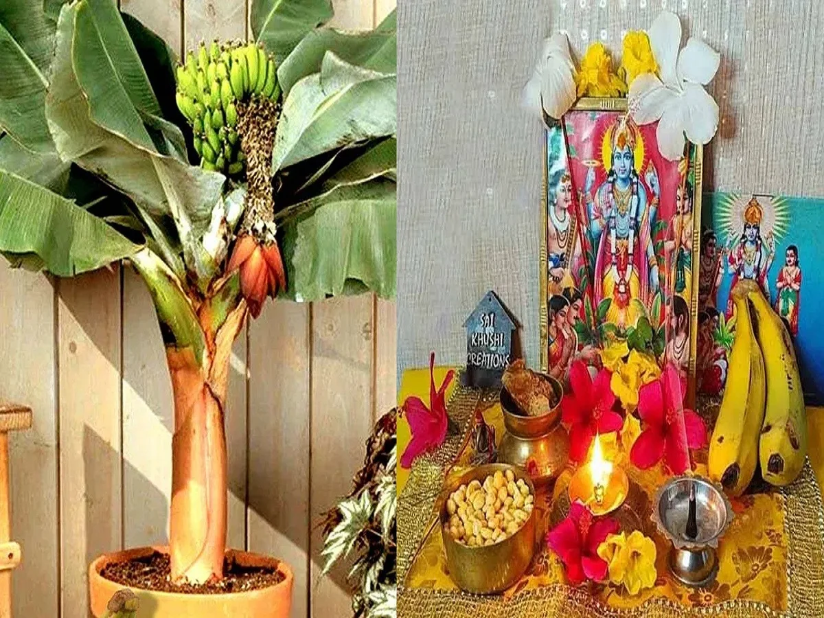 Thursday Puja: इस विधि के साथ करें आप भी गुरूवार को केले के पेड़ की पूजा, शादी के बनेंगे योग