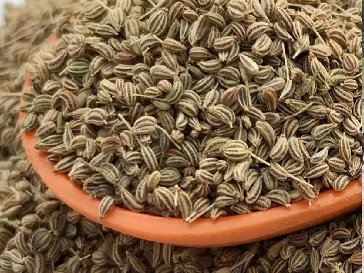 Health Tips: सेहत से जुड़ी कई प्रकार की परेशानियों को दूर कर देती है अजवाइन, जान लें आप