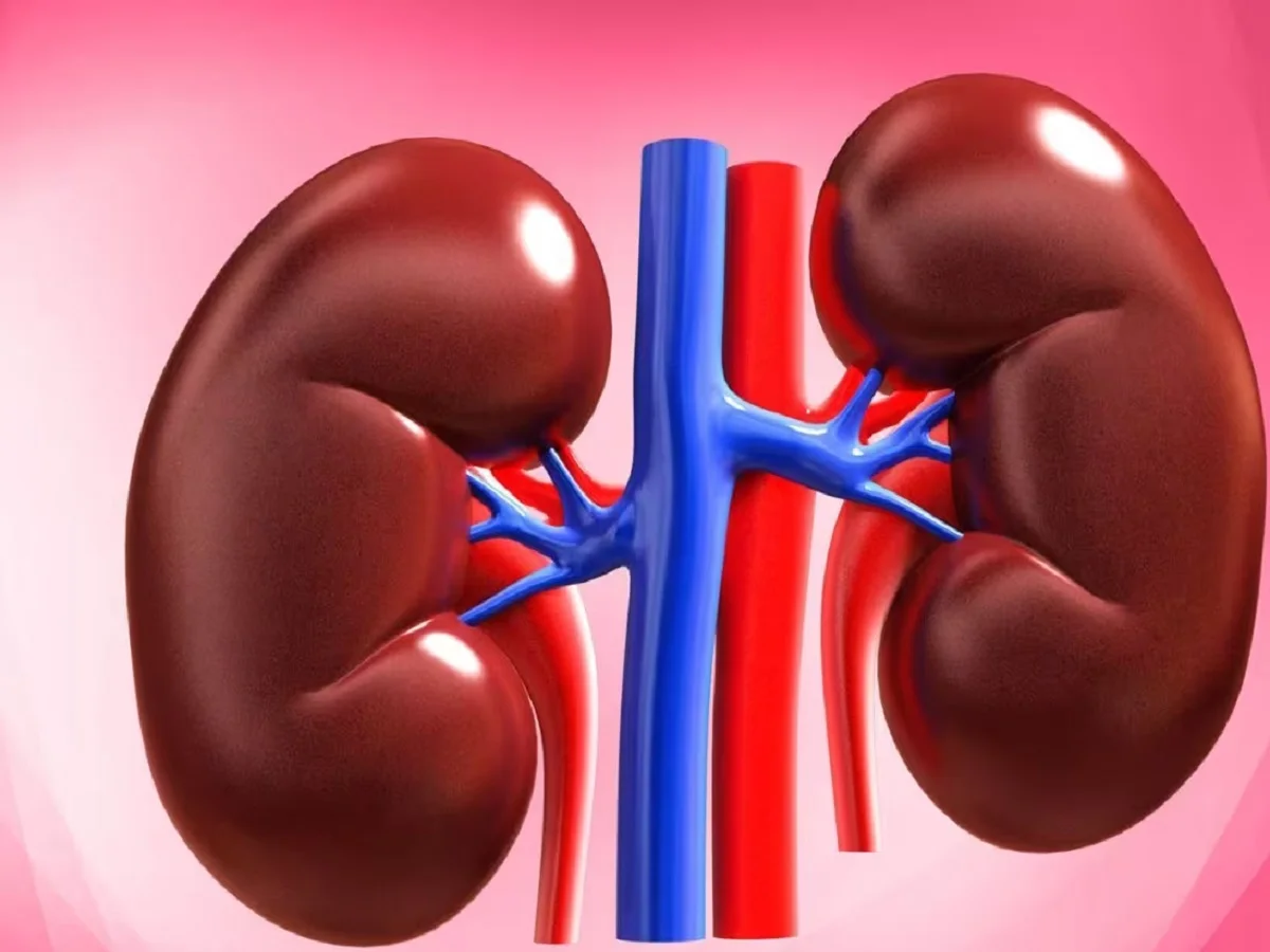 Health Tips: किडनी फेल होने पर मिलने लगते हैं ये संकेत, तुरंत डॉक्टर की लें सलाह