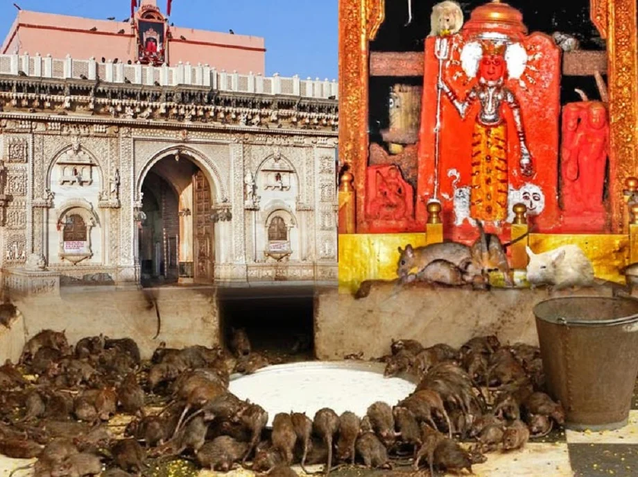 Travel Tip:  इस मंदिर में रहते हैं करीब 25,000 चूहे, इन्हें दिया गया प्रसाद माना जाता है बेहद पवित्र