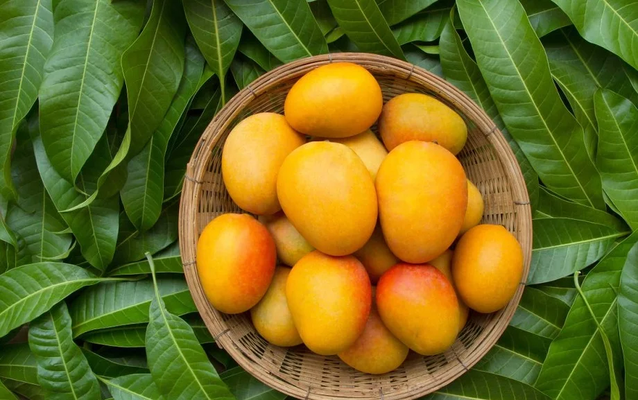 Health Tips: सेहत के लिए बहुत ही लाभकारी होते हैं आम के पत्ते, इस प्रकार कर लें सेवन
