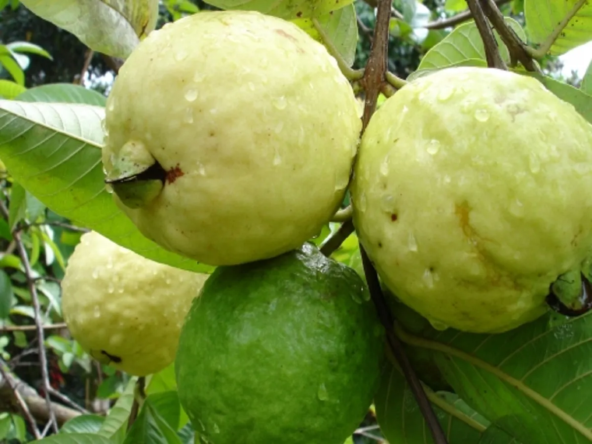 डायबिटीज मरीज अमरूद छीलकर खाएं, छिलके से शुगर बढ़ने का खतरा
