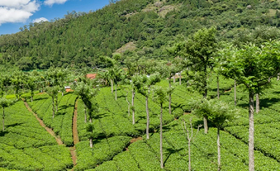 Travel Tips: आईआरसीटीसी ने पेश किया ये शानदार टूर पैकेज, इन खूबसूरत पर्यटक स्थलों पर घूमने का मिलेगा मौका