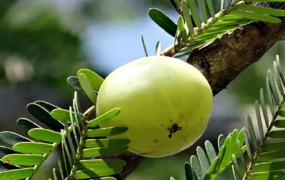 Health Tips: आंवले का इस प्रकार से रोजाना करें सेवन, मिलेंगे ये गजब के फायदे