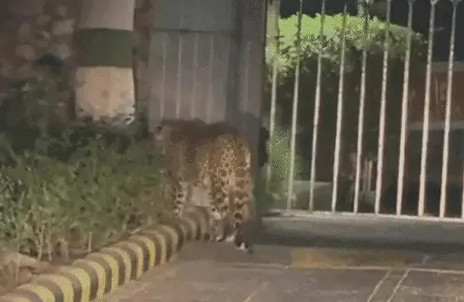 Jaipur: वन विभाग की टीम ने किया लेपर्ड का रेस्क्यू, बजाज नगर में डाल रखा था डेरा