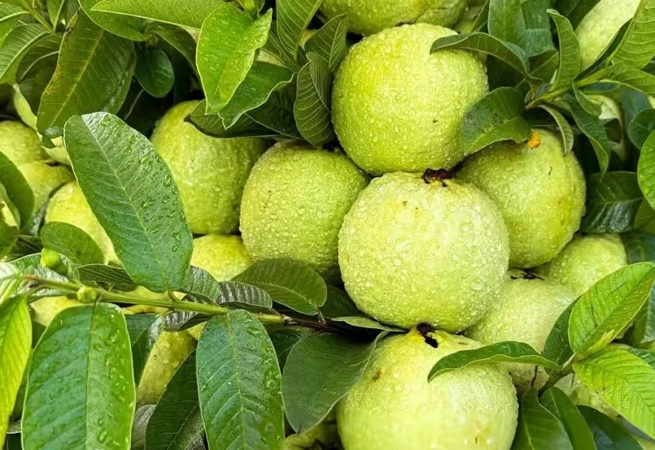 Health Tips: इन लोगों के लिए हानिकारक साबित हो सकता है अमरूद, बना लें दूरी