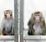 Aber kaloriereduceret kost