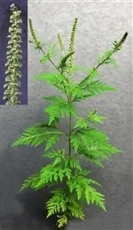 Bynke ambrosie astma allergi 3