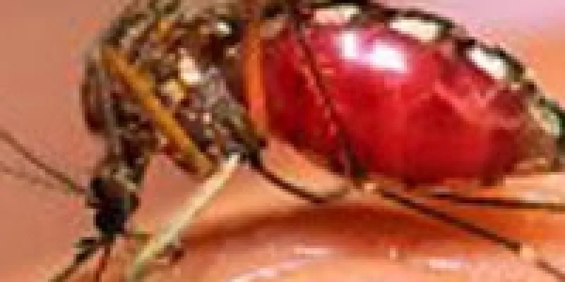 Denguefeber Madeira 75nkwjn8z