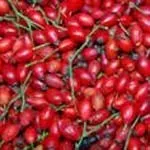 Hyben gavner leddegigtpatienter