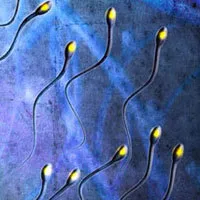 Saed maend laboratorium