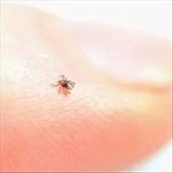 Scandtick flaatsamarbejde1