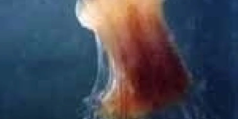 Sommer sol brandmand 75nm8tgfv