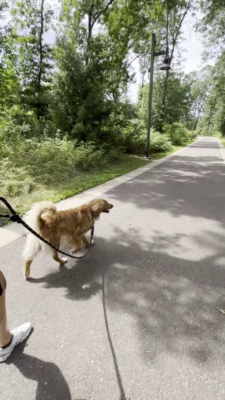 Are Dogs Allowed In Eau Claire Market