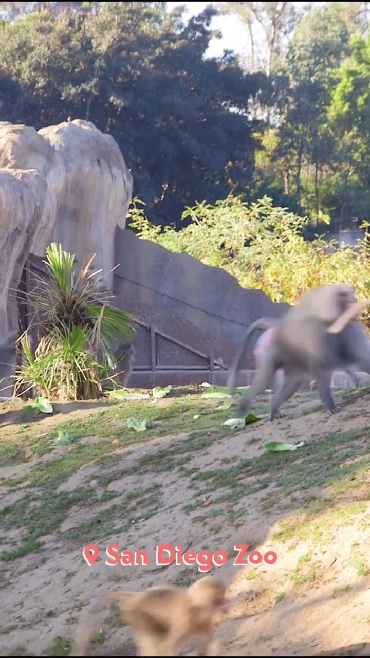 Monkey  San Diego Zoo Animals & Plants