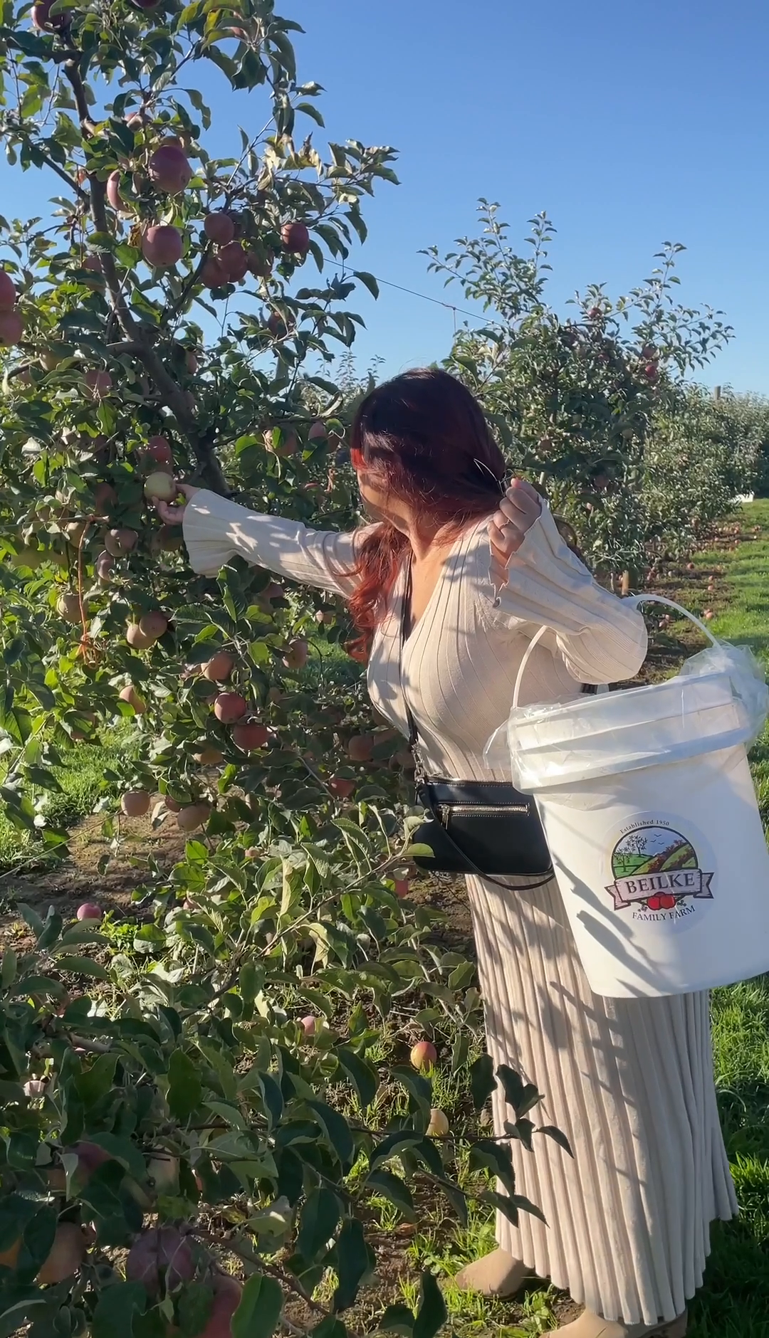 Fuji Apples Are Ready! Tomatoes Still Available but Winding Down. — Beilke  Family Farm