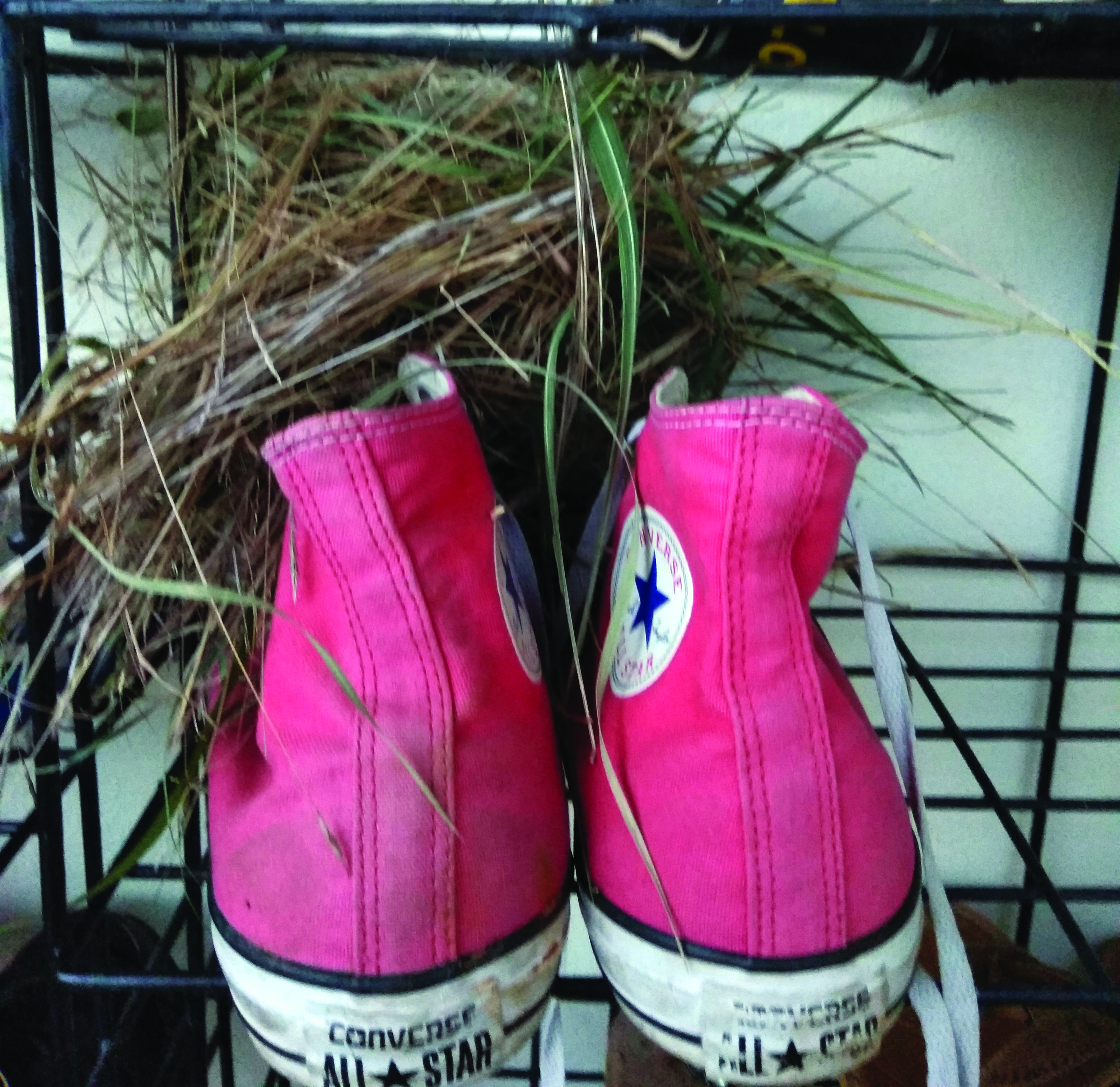 Bird Nest On Shoe Rack Storyweaver