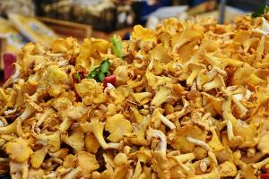 Chiedere il rilascio del permesso per la raccolta dei funghi