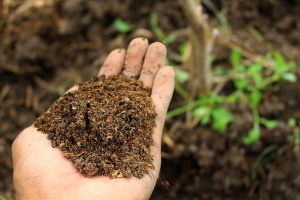Chiedere l'autorizzazione per il compostaggio