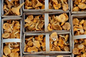 Vendita di funghi epigei freschi spontanei