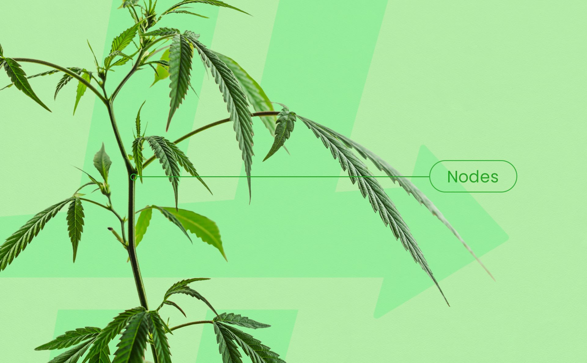 Cannabis_Plant_Nodes.jpg