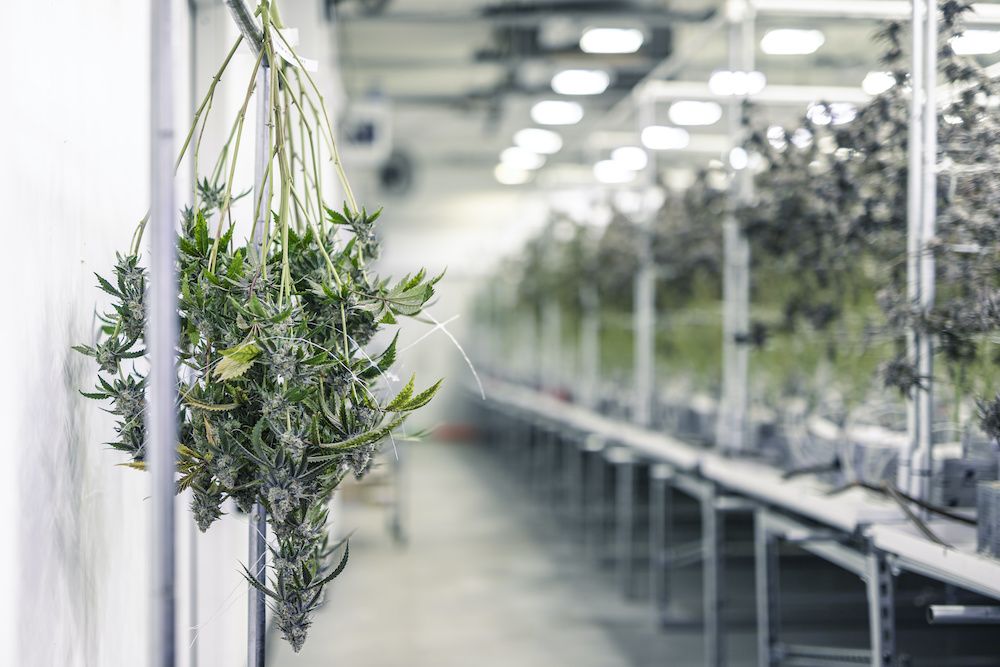 The Cannabis Curing Process: What is it, and How Important Is It?